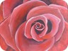 39 Rote Rose
40 x 40 cm, Acryl auf Leinwand, 2009
