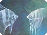 45 Fischgesprch
40 x 30 cm, Acryl auf Leinwand, 2010