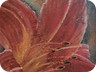 56 Rote Lilie 
40x40cm, Sand und Acryl auf Leinwand
